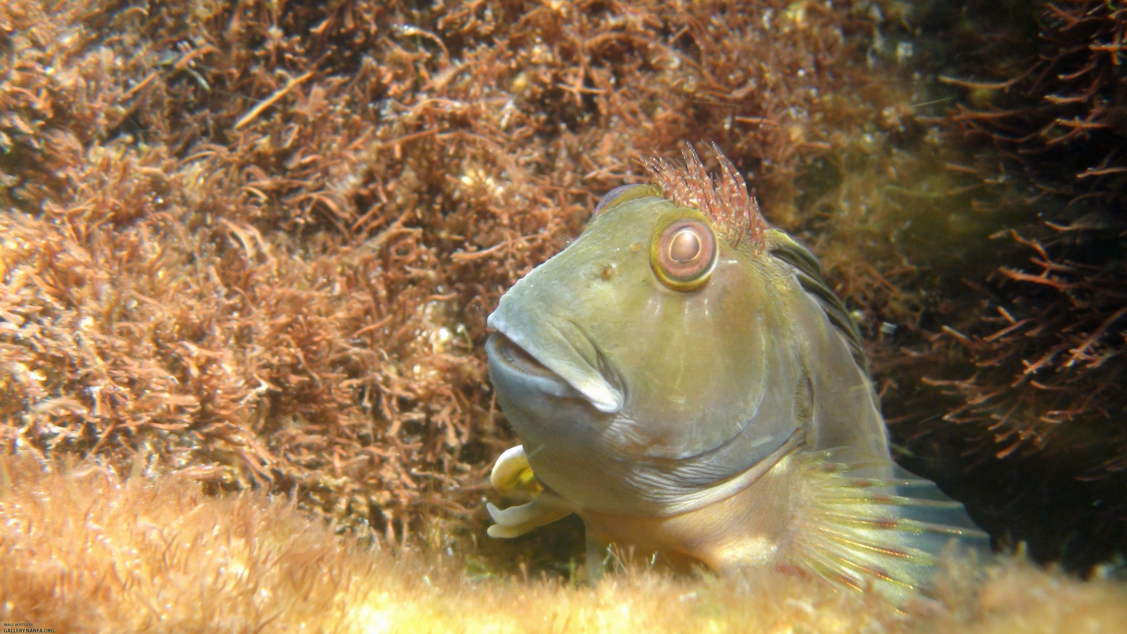 molly miller blenny - Destin, FL