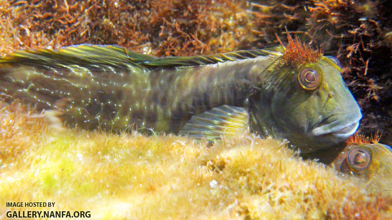 molly miller blenny - Destin, FL