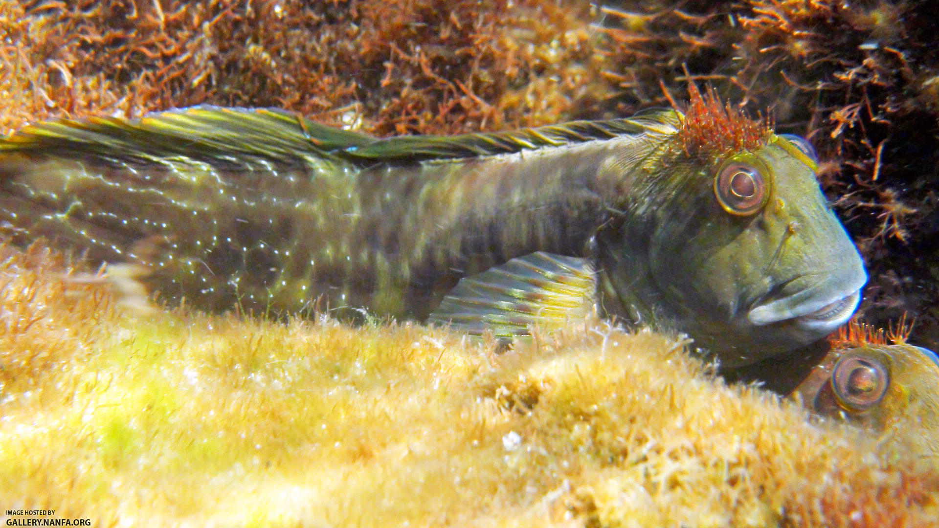 molly miller blenny - Destin, FL