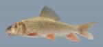 Moxostoma anisurum Silver Redhorse  3025