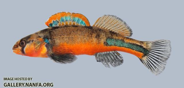 Etheostoma punctulatum Stippled Darter 018 