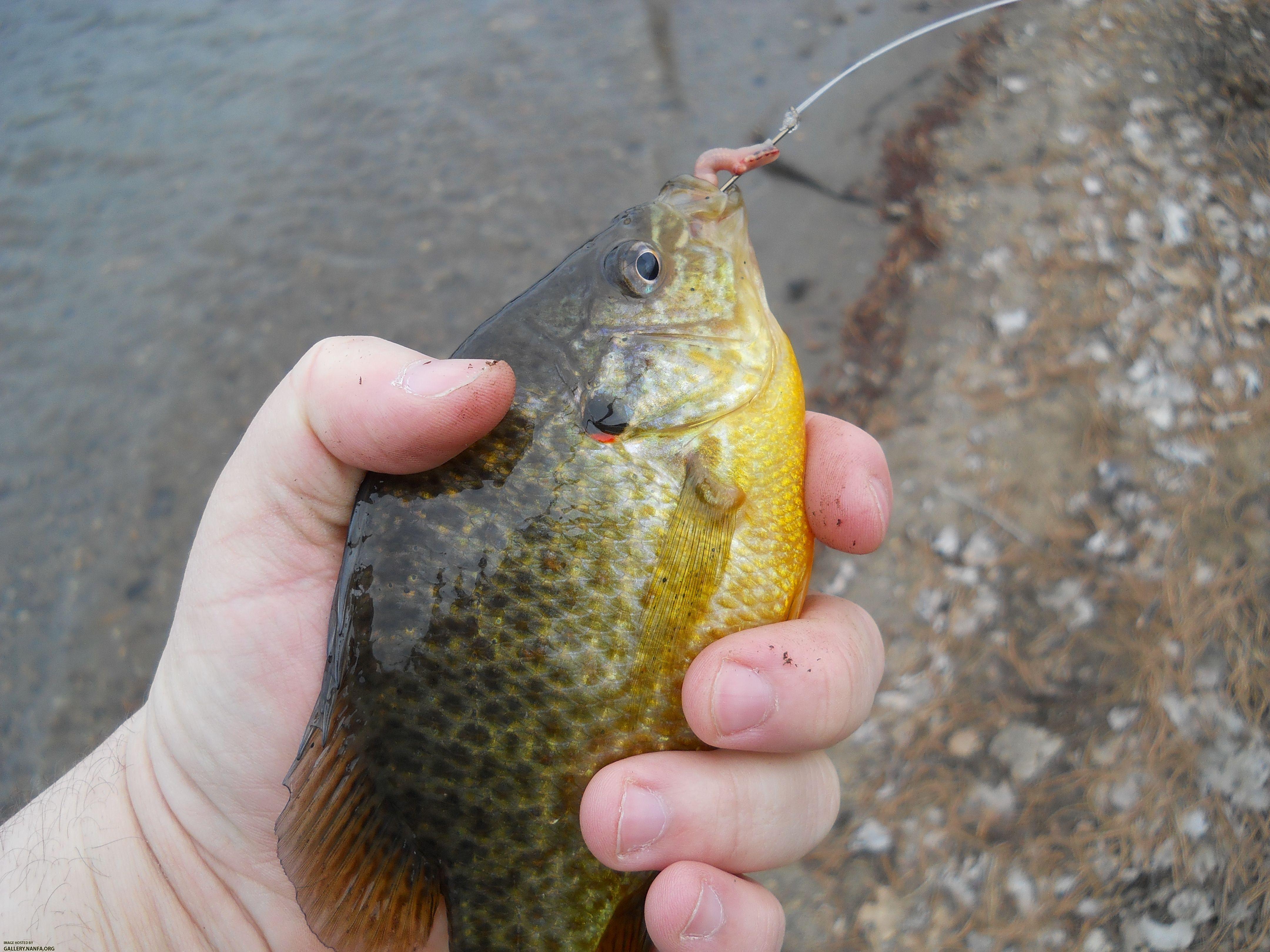 pumpkinseed 3