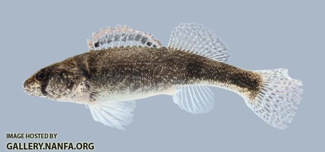 Etheostoma punctulatum Stippled Darter 261