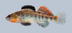 Etheostoma spectabile  Orangethroat Darter 198