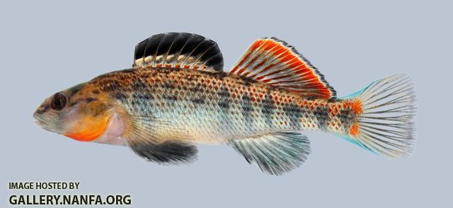 Etheostoma spectabile  Orangethroat Darter 198