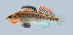 Etheostoma spectabile Orangethroat Darter 222