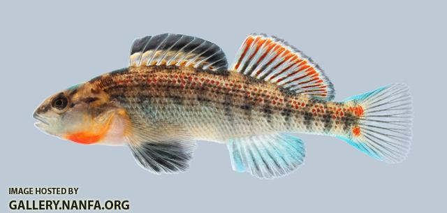 Etheostoma spectabile Orangethroat Darter 222