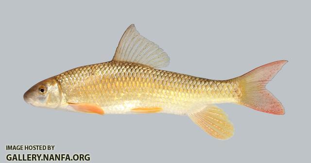 Moxostoma pisolabrum Pealip Redhorse 317