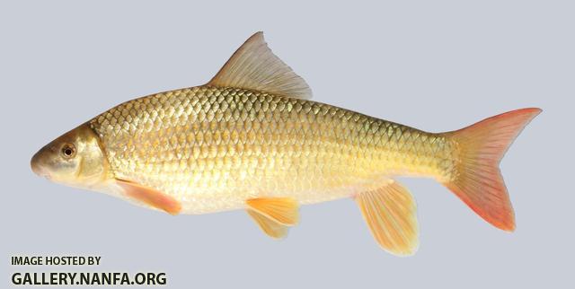 Moxostoma pisolabrum Pealip Redhorse 710-1