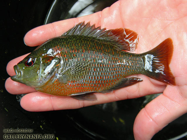 spotted sunfish