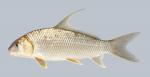 Carpiodes cyprinus Quillback 918