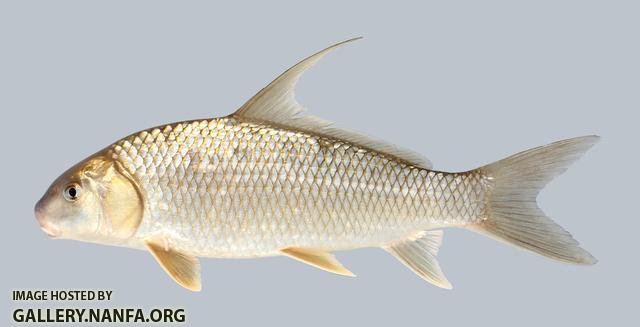 Carpiodes cyprinus Quillback 918