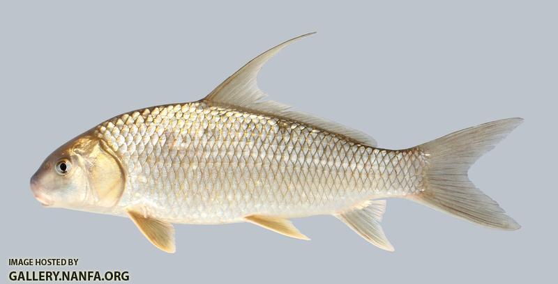 Carpiodes cyprinus Quillback 918