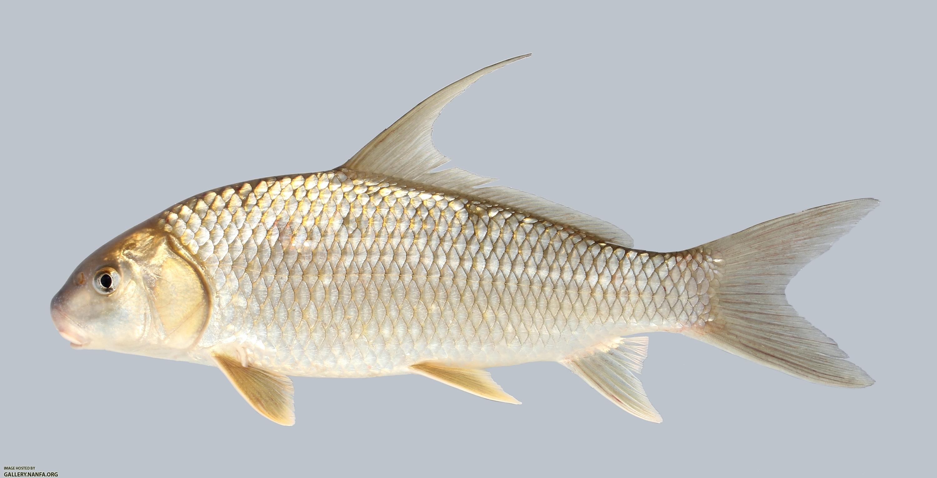 Carpiodes cyprinus Quillback 918