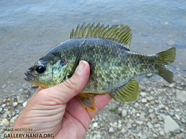 redear sunfish