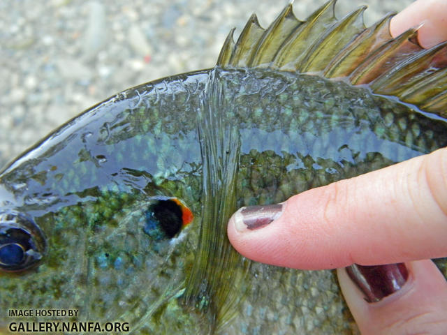 redear sunfish long pectoral fin