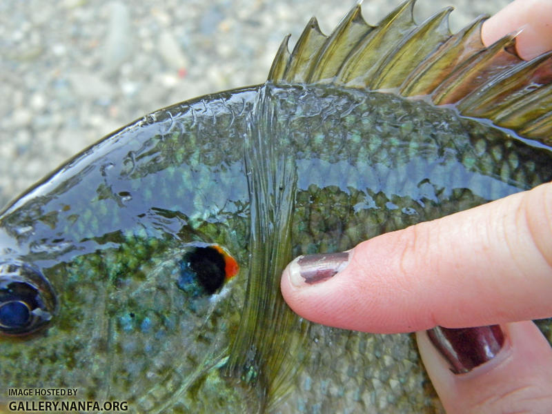 redear sunfish long pectoral fin