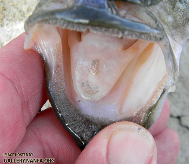 spotted bass tooth patch