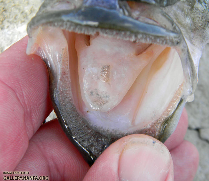 spotted bass tooth patch