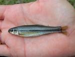 bluntnose minnow