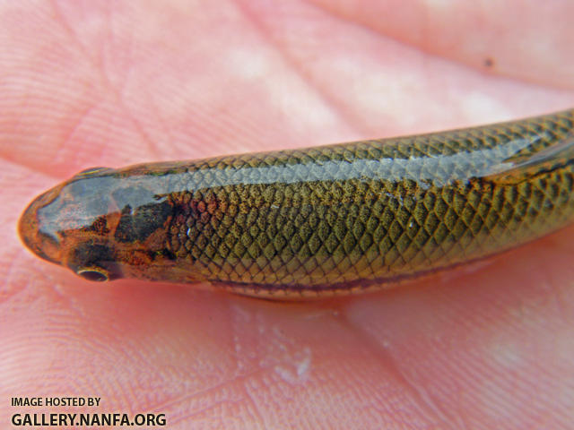 bluntnose minnow dorsal view