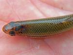 bluntnose minnow dorsal view