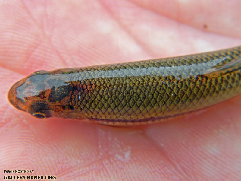 bluntnose minnow dorsal view