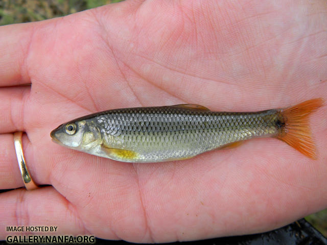 redspot chub