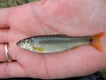 redspot chub