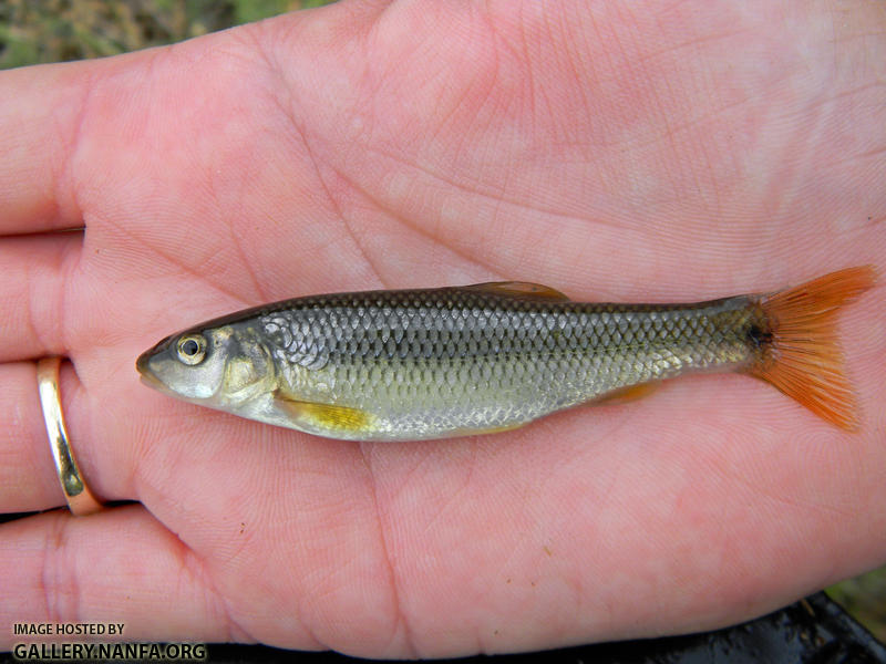 redspot chub