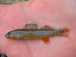 orangebelly darter Blue River OK