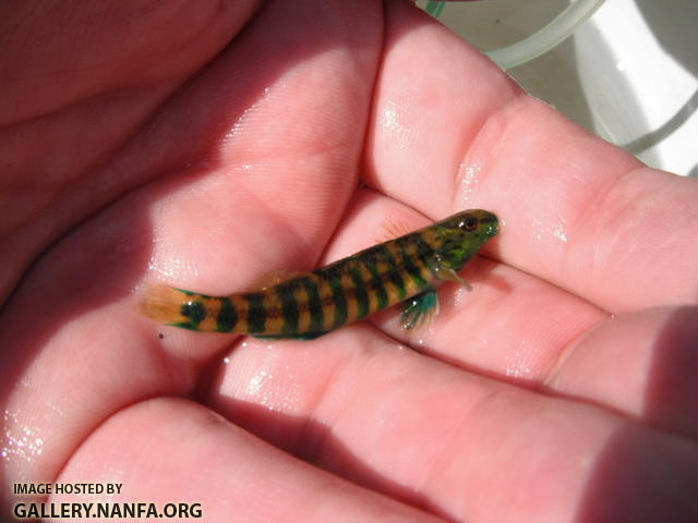 Banded Darter 6.JPG