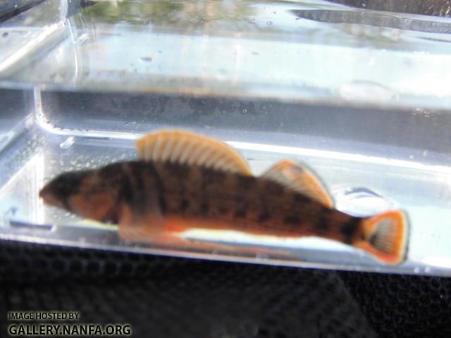 Orangefin Darter 5.JPG