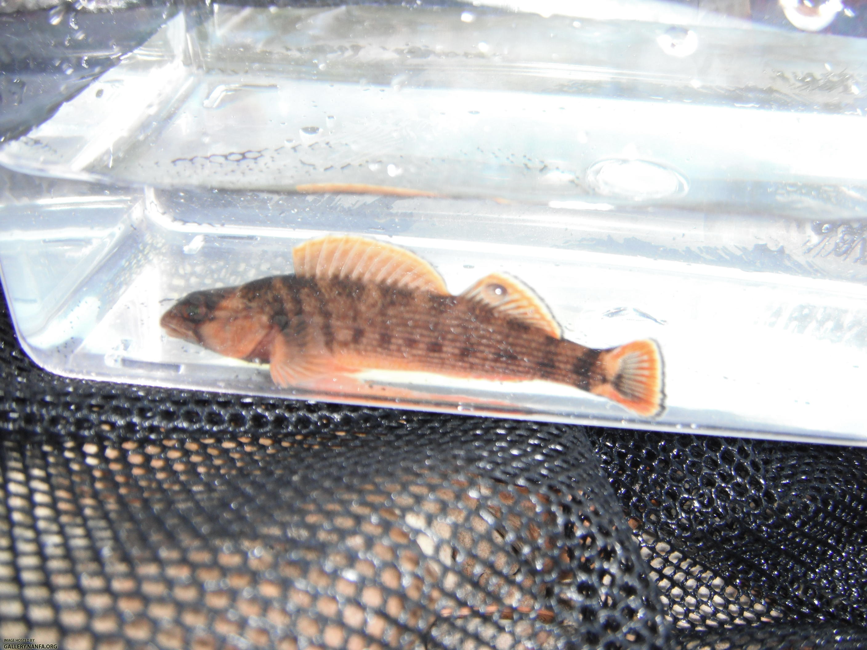 Orangefin Darter 6.JPG