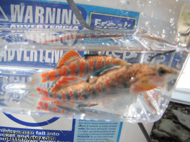 Orangethroat Darter 01.JPG