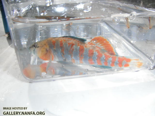 Orangethroat Darter 06.JPG