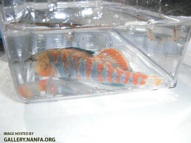 Orangethroat Darter 07.JPG