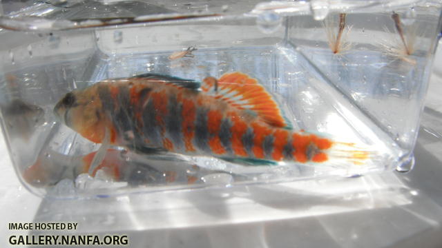 Orangethroat Darter 09.JPG