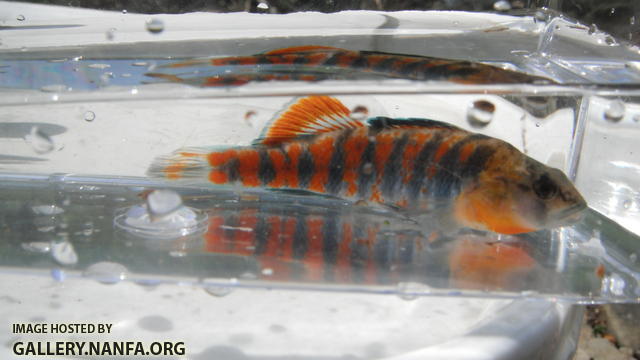 Orangethroat Darter 04.JPG