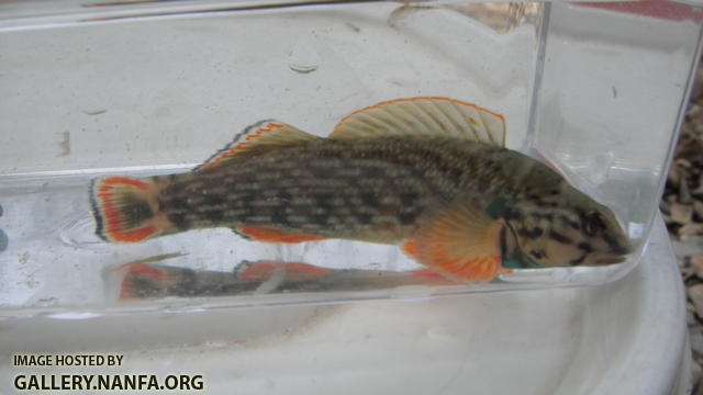 Redline Darter 1.JPG