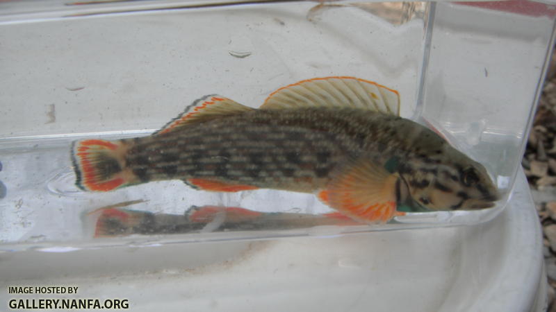 Redline Darter 1.JPG