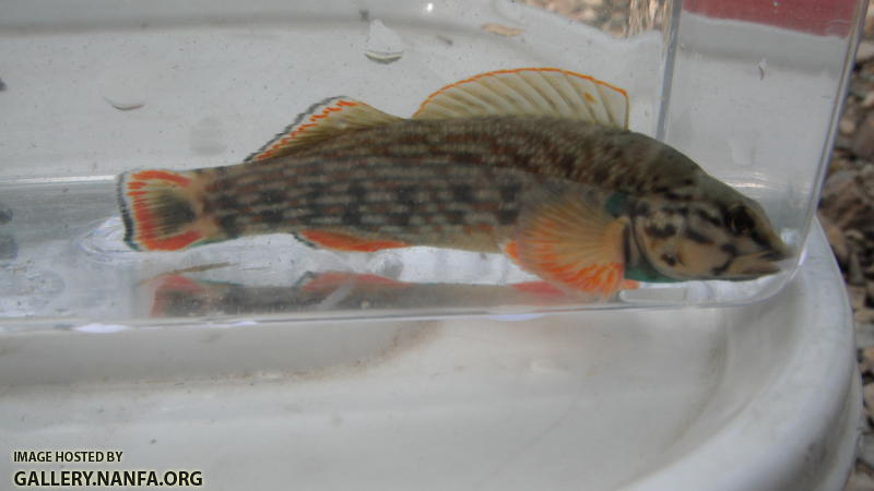 Redline Darter 2.JPG