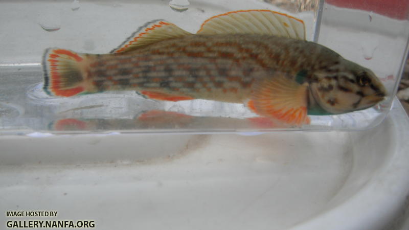 Redline Darter 4.JPG