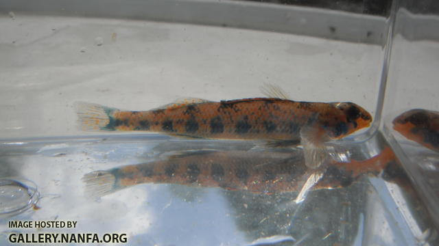 Speckled Darter 3.JPG