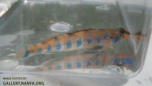 Speckled Darter 4.JPG