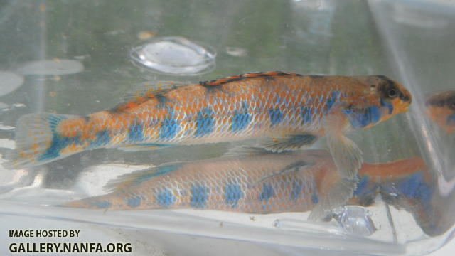 Speckled Darter 5.JPG