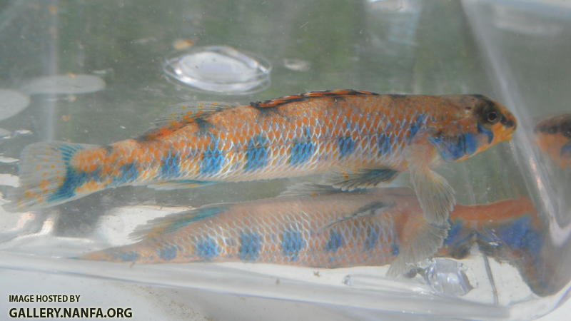 Speckled Darter 5.JPG