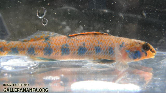 Speckled Darter 7.JPG