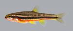 Chrosomus erythrogaster Southern Redbelly Dace 051-1 