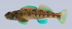 Etheostoma blennioides Greenside Darter 285